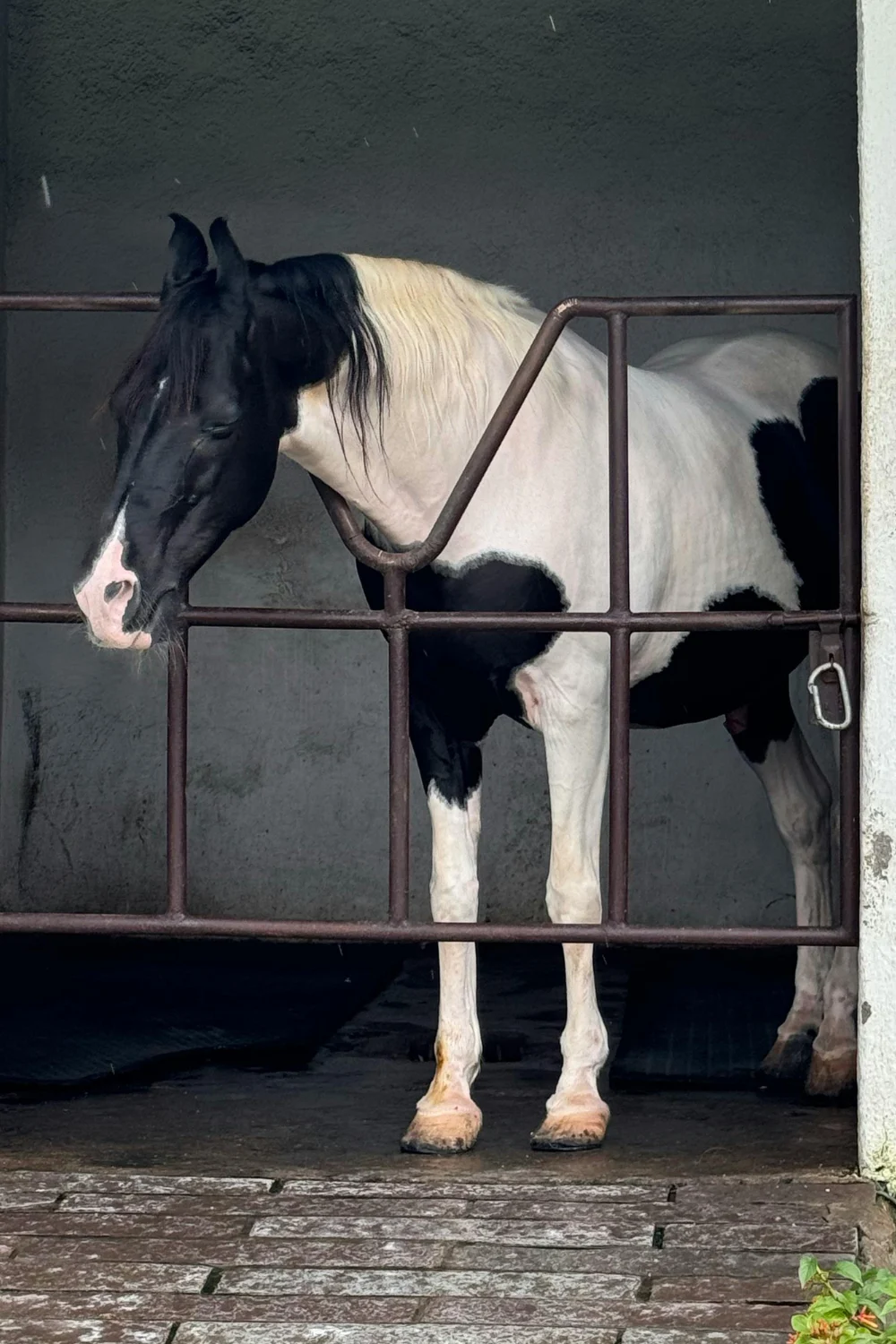 Horse standing calmly in a bare stall with head low