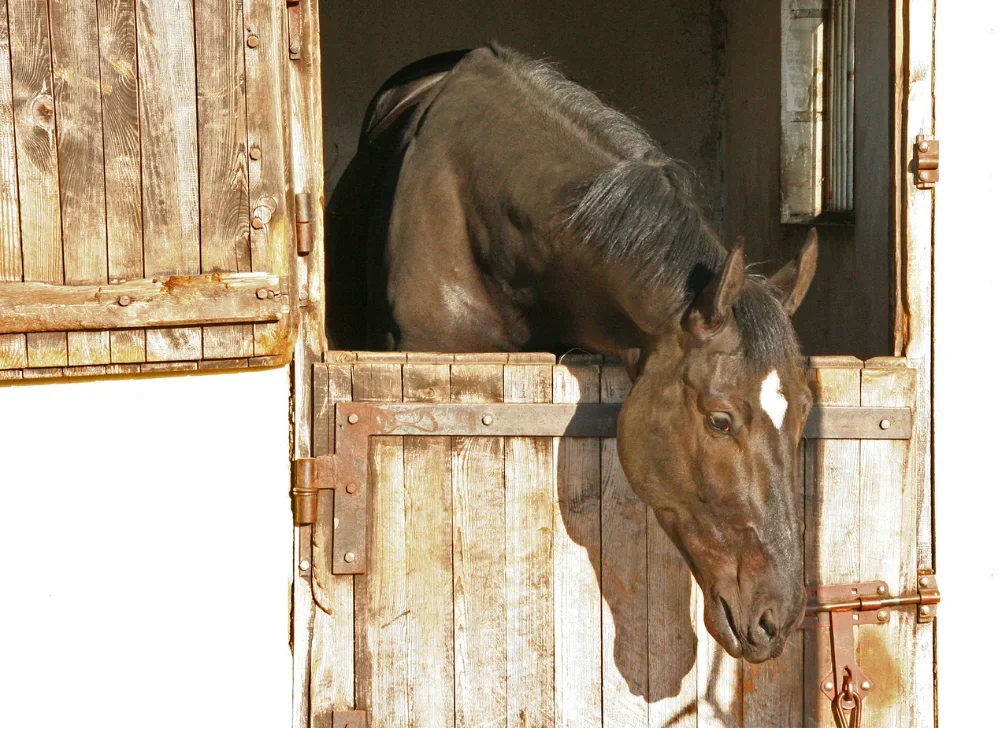 Horse being loaded onto a trailer for travel