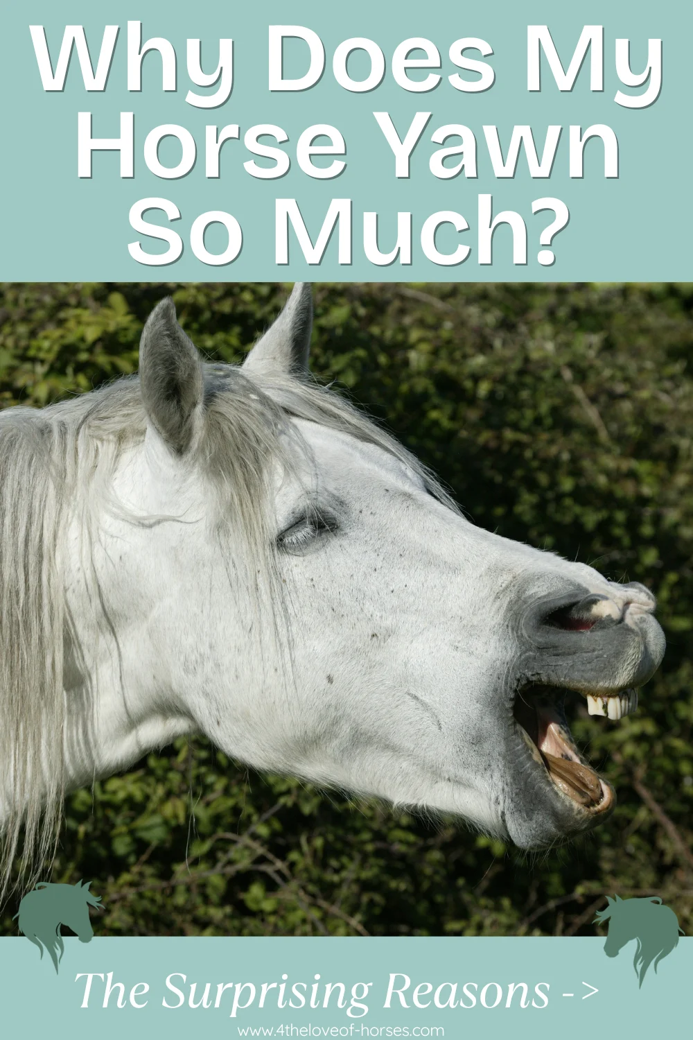 Horse yawning