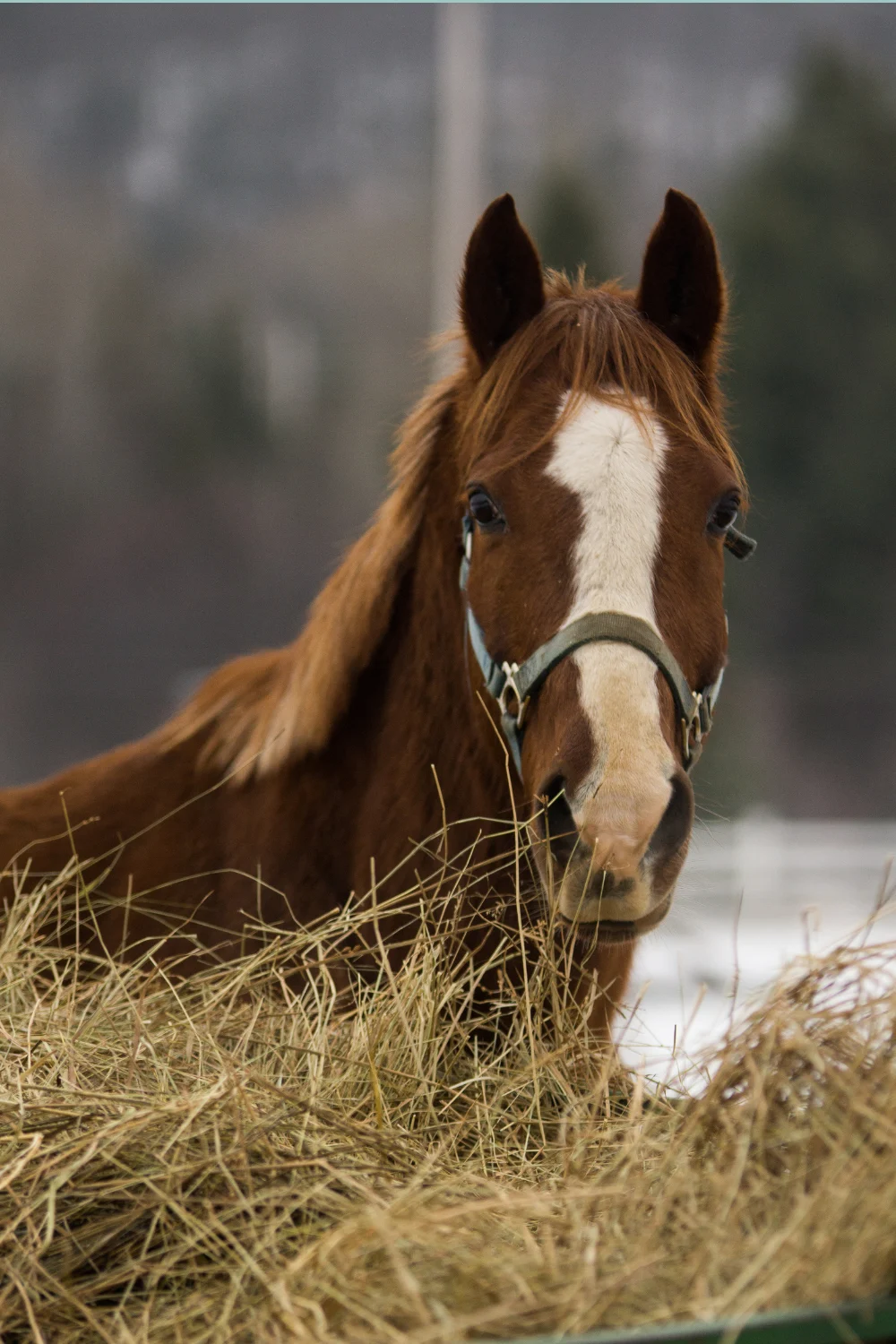 Horse eating hay