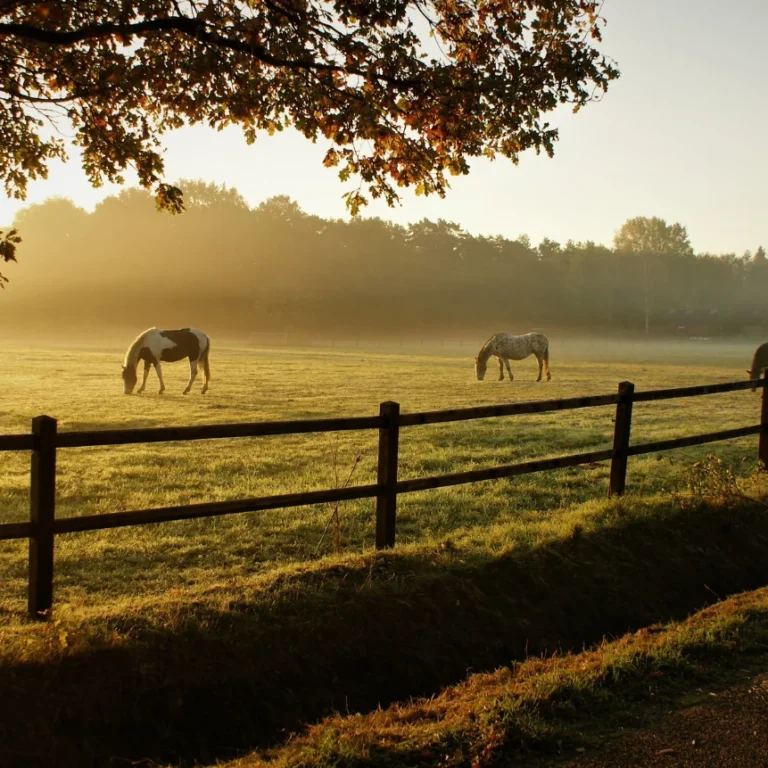 Top 5 Common Mistakes Horse Owners Make When Feeding Their Horses