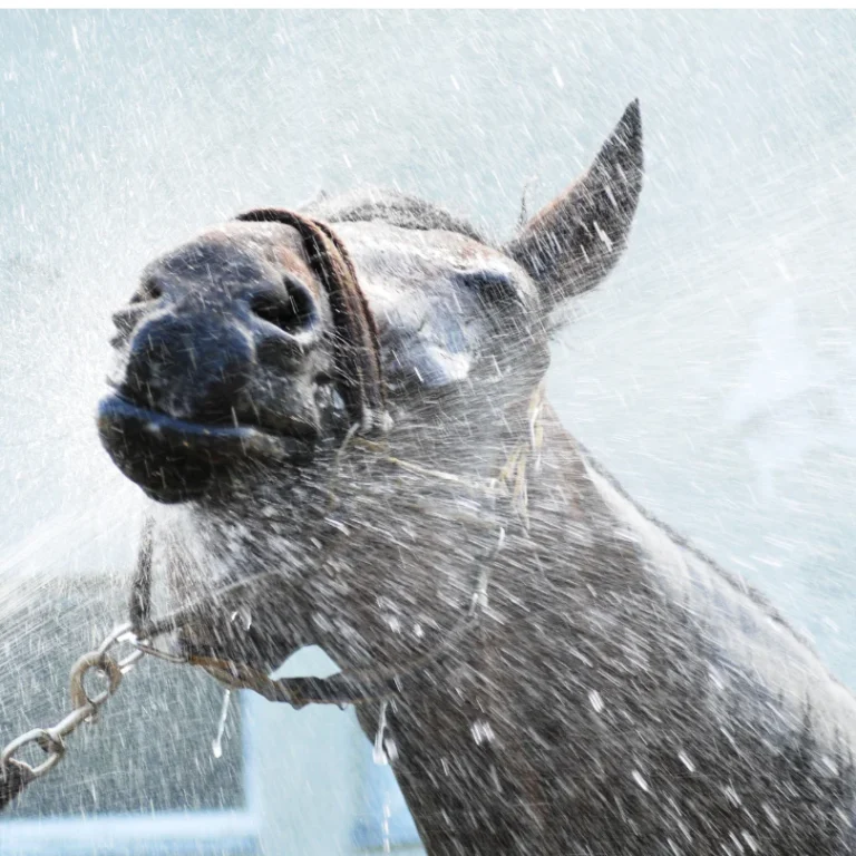 Hosing hot horse down