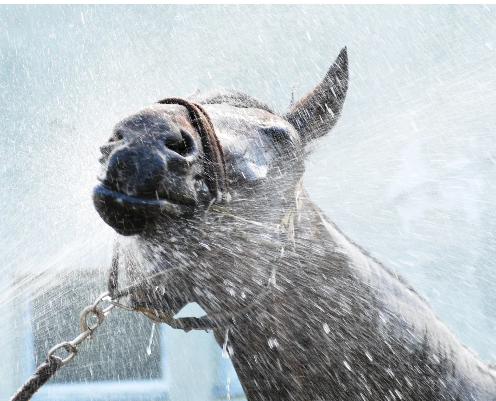 Hosing hot horse down