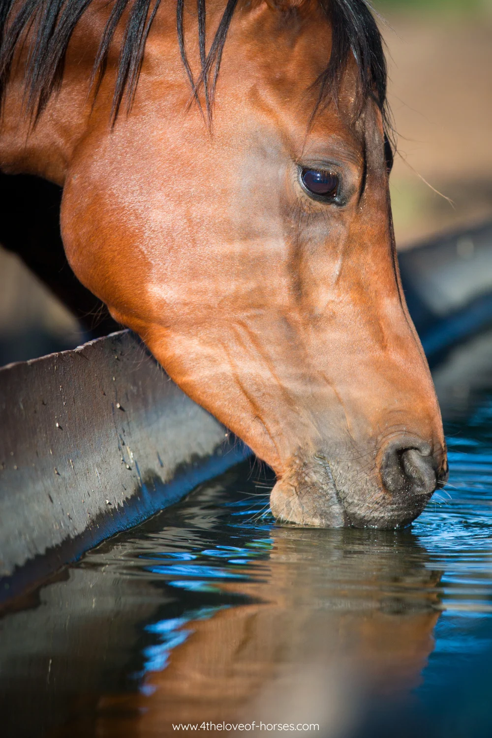 Horse showing signs of heat stress — sweating heavily in summer
