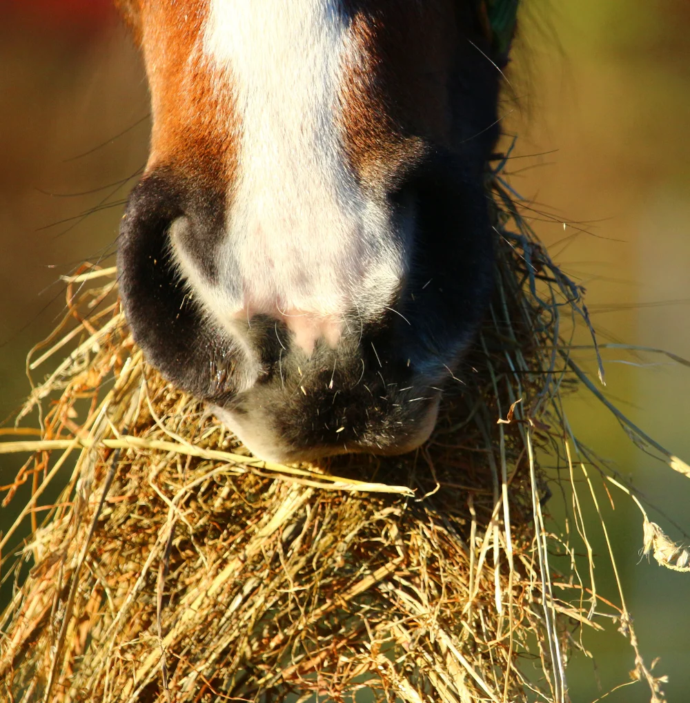 Horse eating hay