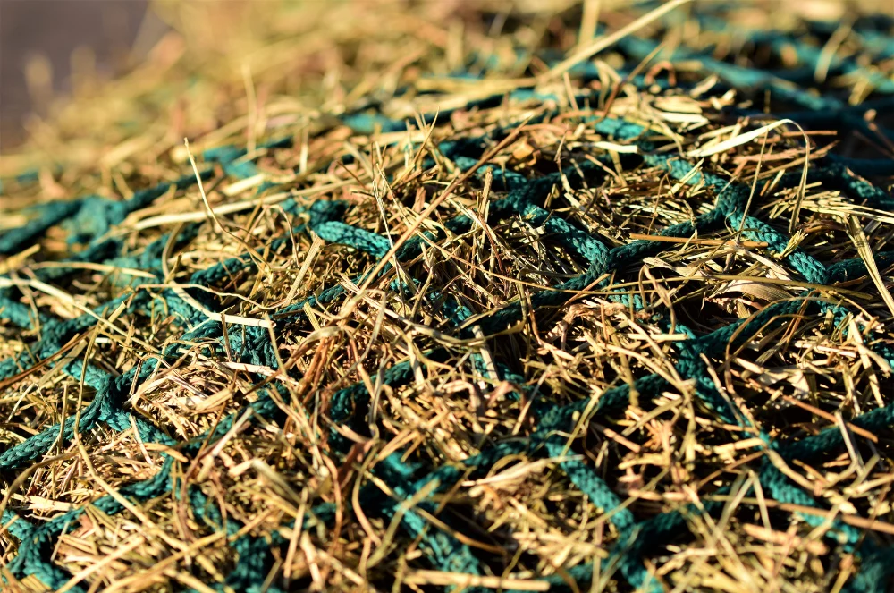 Horse eating hay