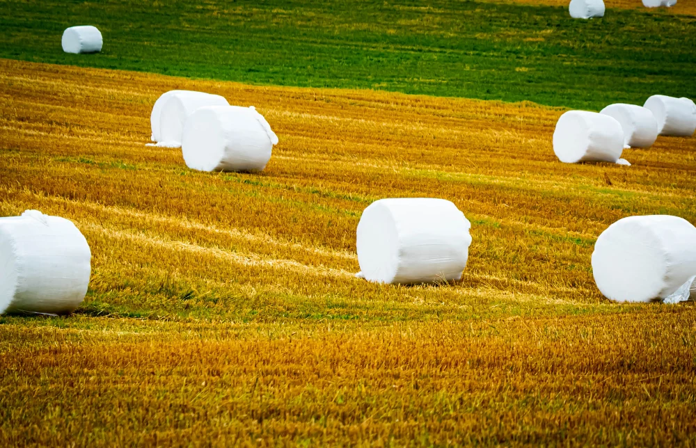 Horse eating hay