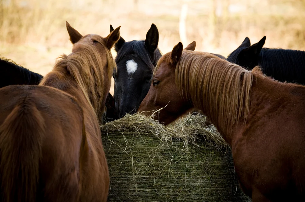Horse eating hay