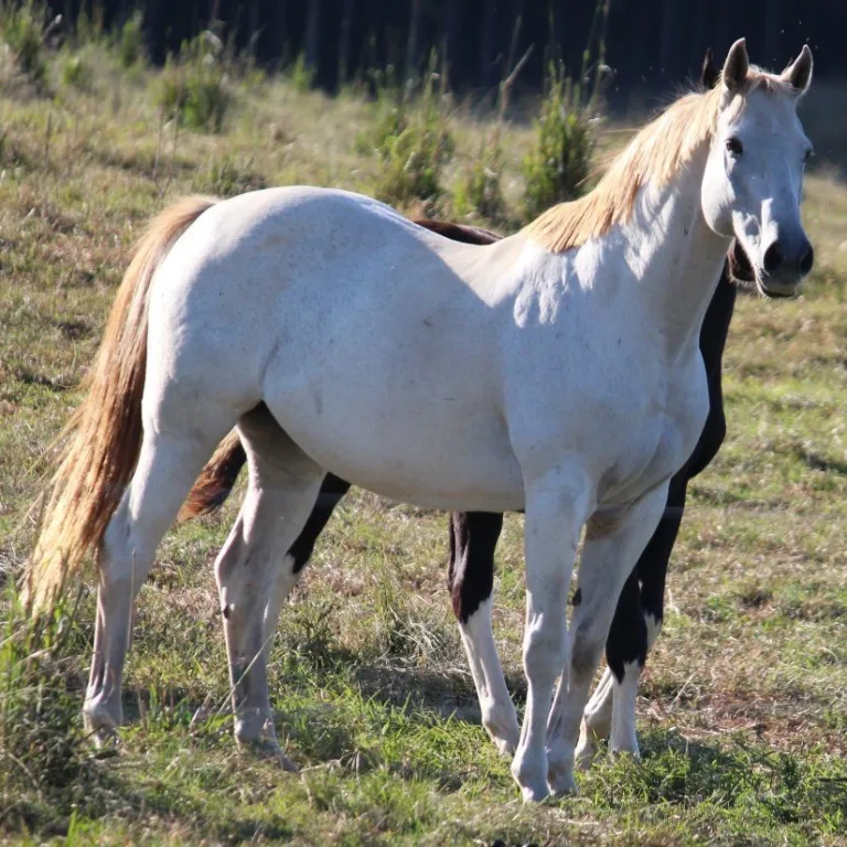 HorseSpeak: Cracking the Code of Stress in Equines