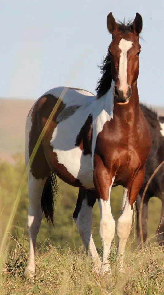 Sierra Nevada, happy horse growing up stress free
