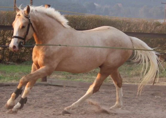 Lunging Guide