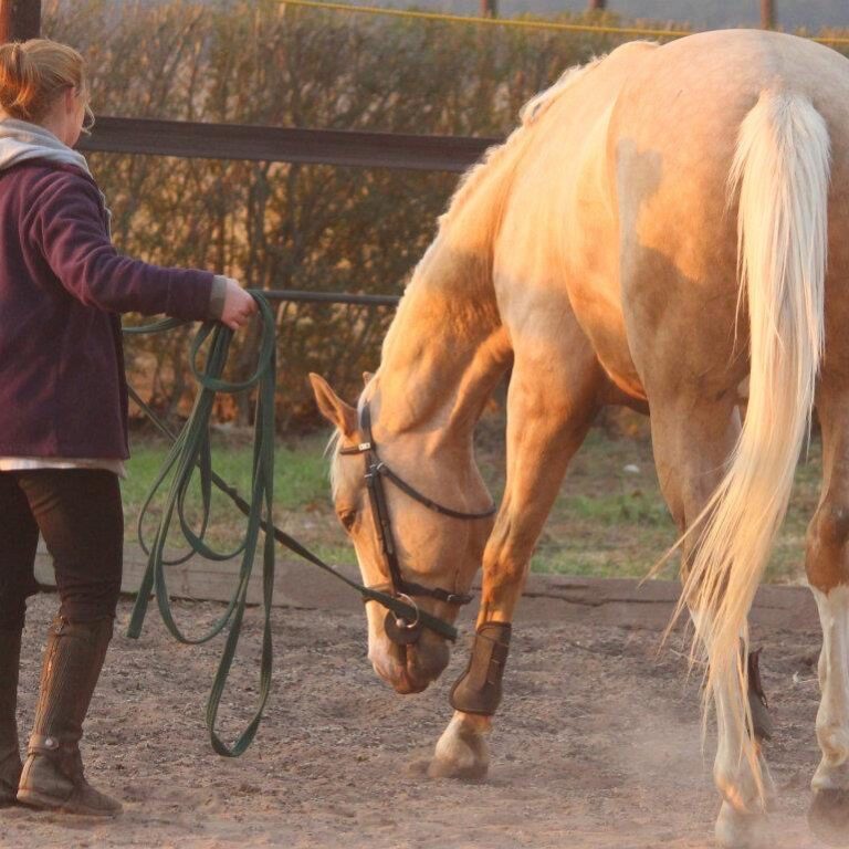 Lunging Strategies: Beyond the Round Pen