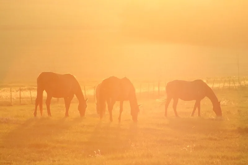 Horses in the sunset