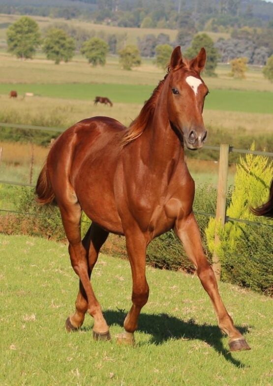 Young geldings in their second summer