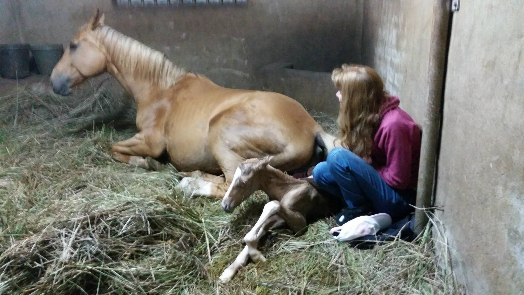 The Birth of a Foal: A Precious Moment in Time