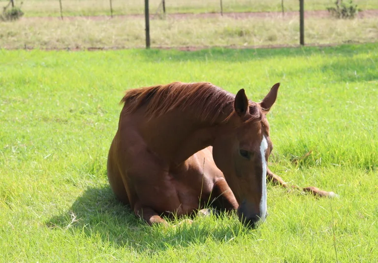 When Your Horse Has Colic: Essential Steps for Care and Recovery