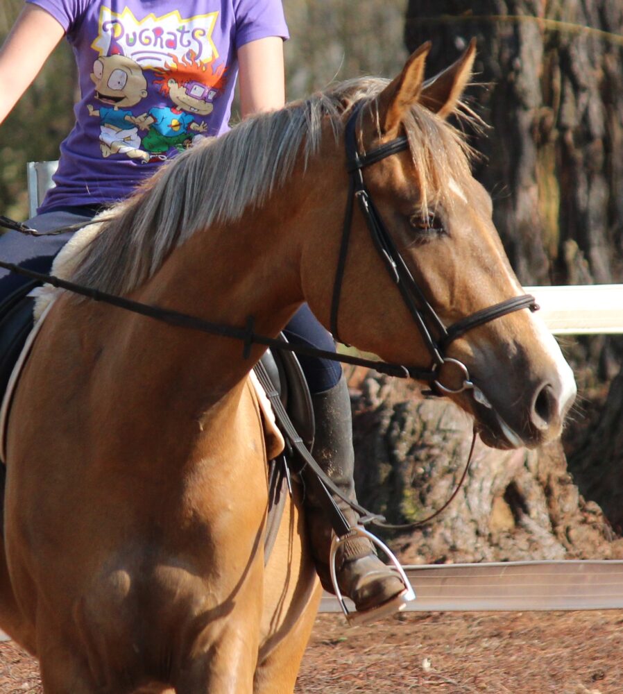 GoldenGirl under saddle