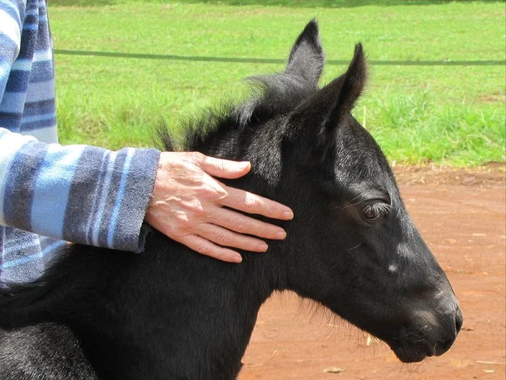 Foal Handling