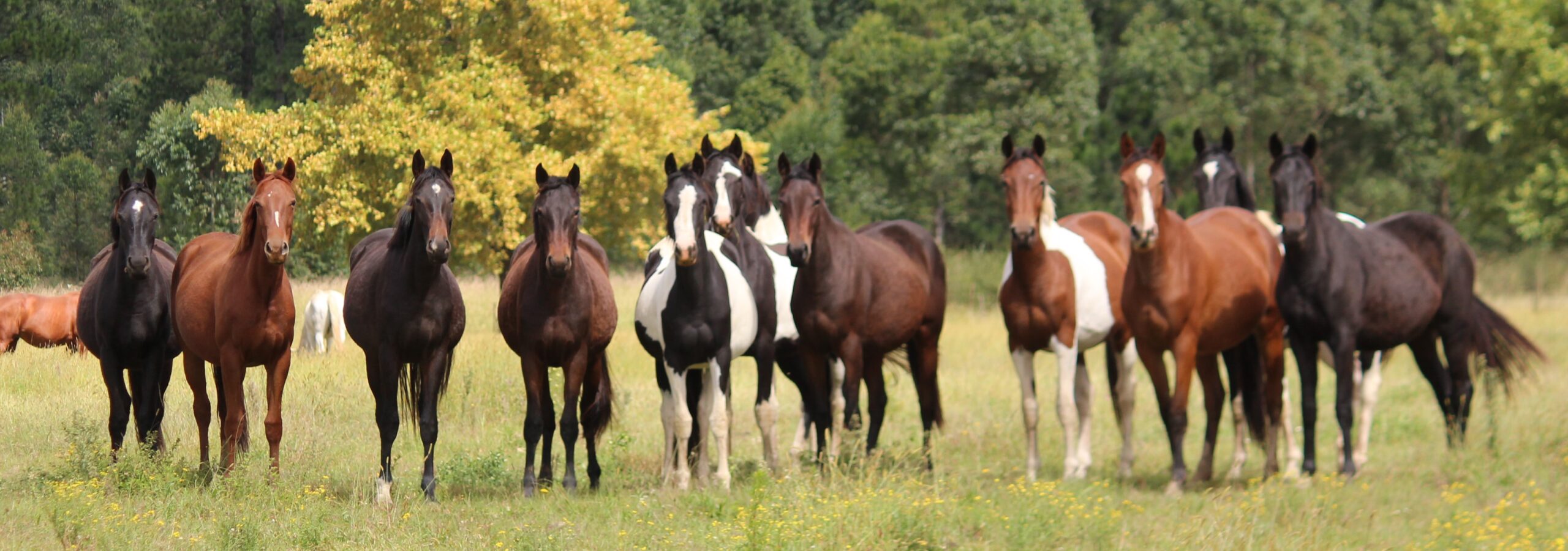 Group of young mares