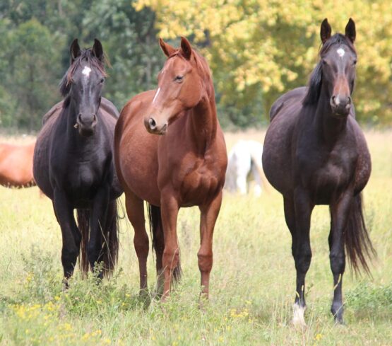 Herd of horses