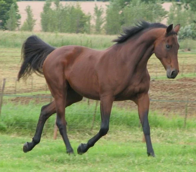 Mares reproductive cycle