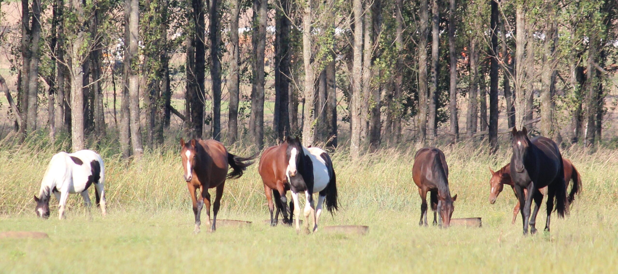 Inside the social world of horses
