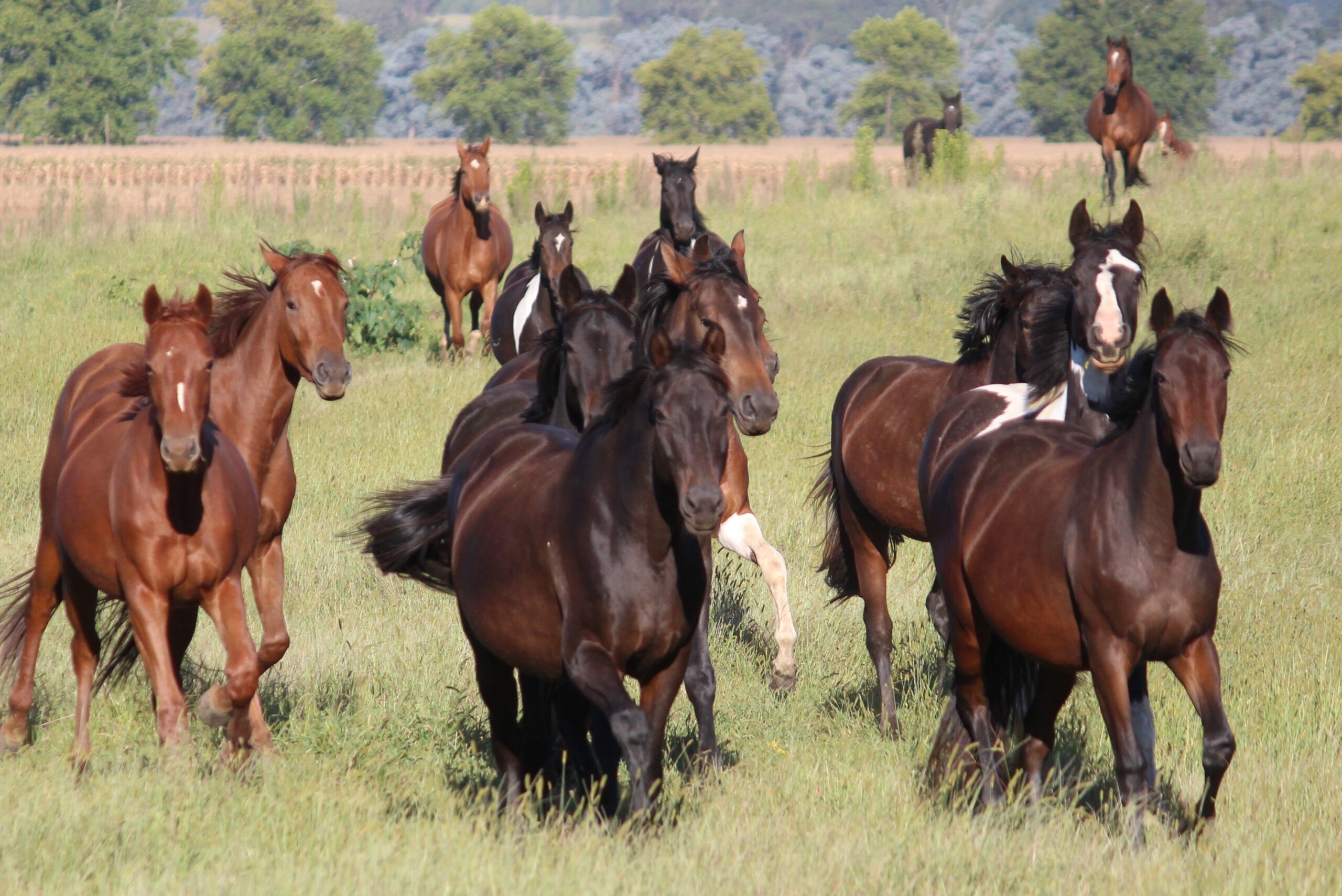 Young fillies