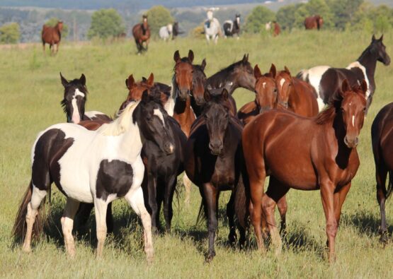 Mares in big paddock