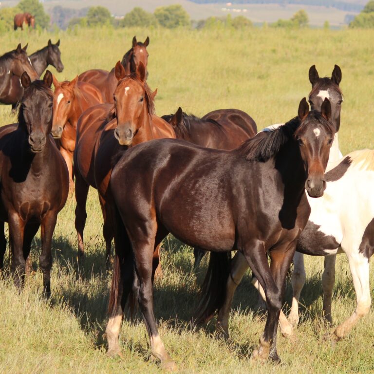 Equine Influenza: A Complete Guide to Symptoms, Prevention, and Treatment