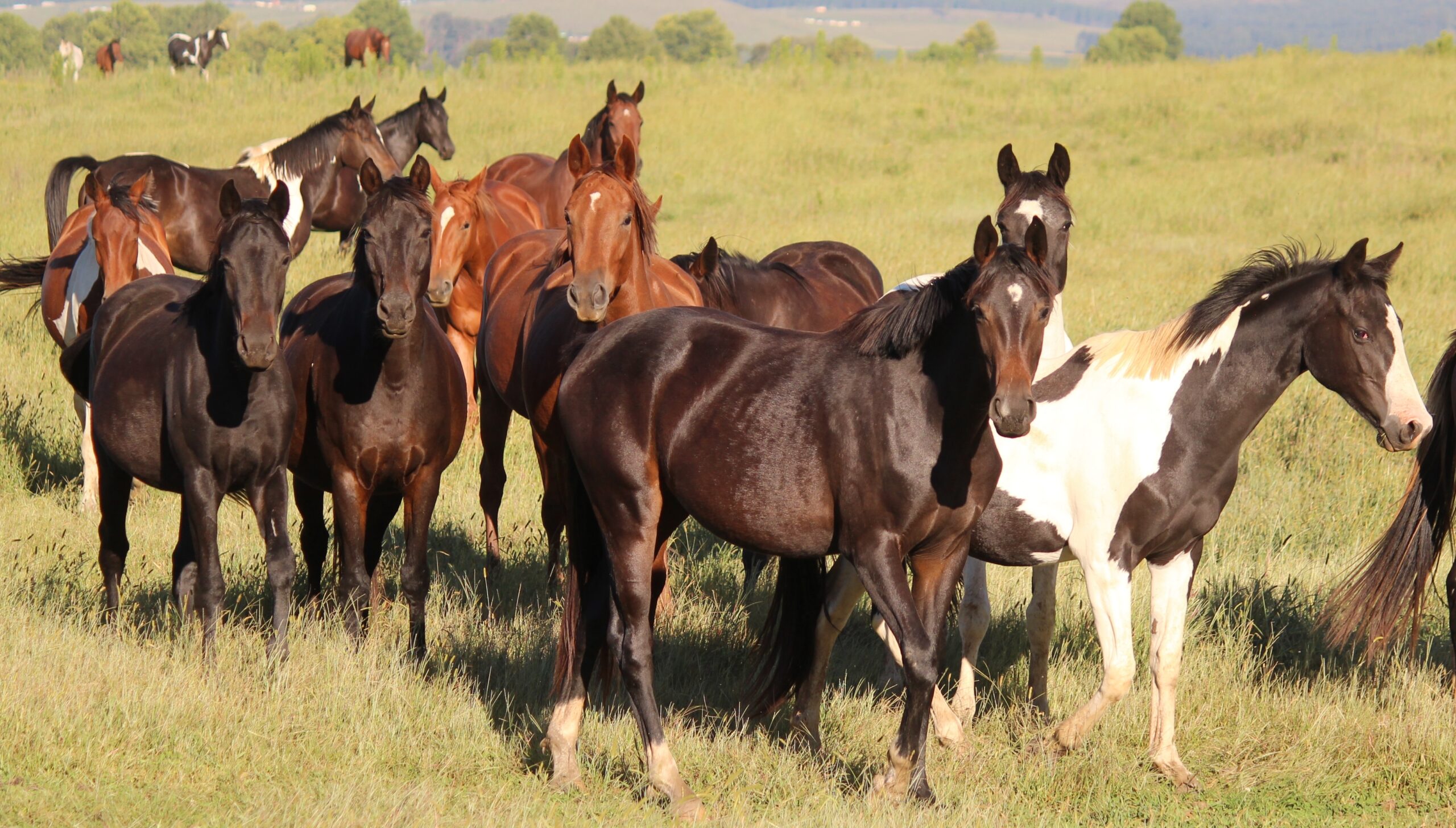 Equine influenza