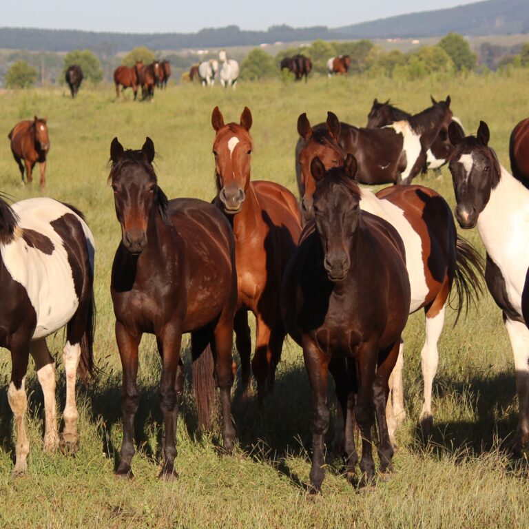 A Horse Owner’s Guide to Nutrition: Feeding for Lifelong Health