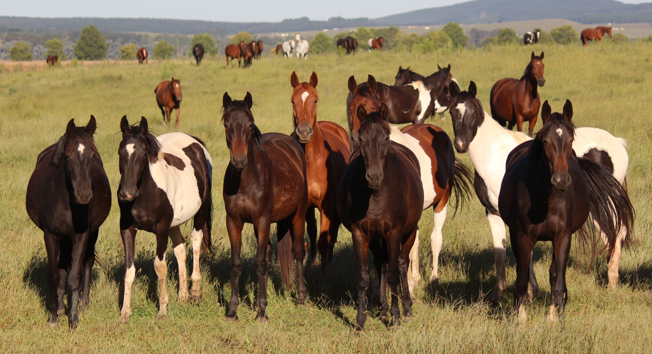 Mares in big paddock