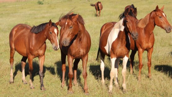 Horse friendships