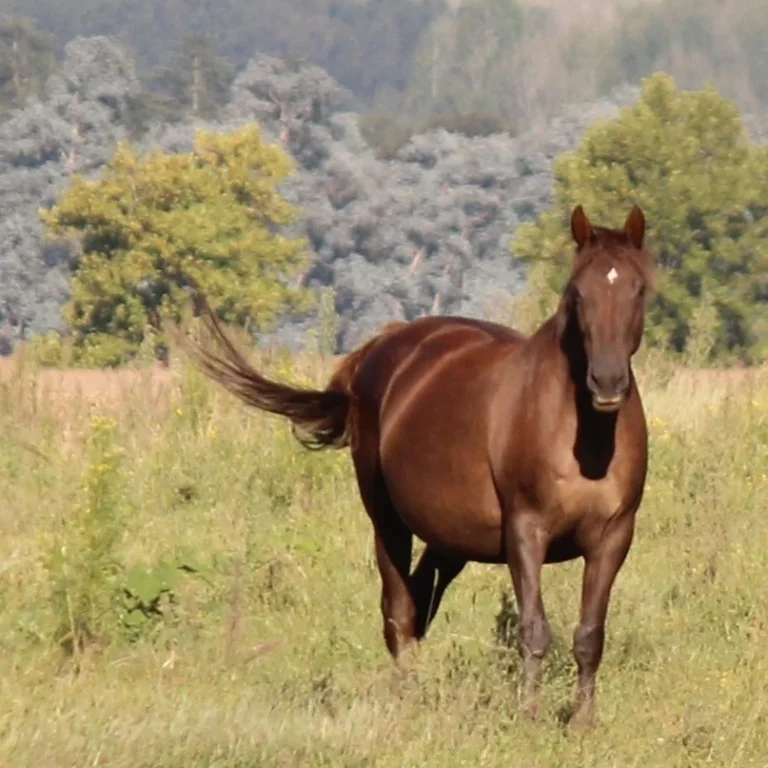 Late pregnancy nutrition