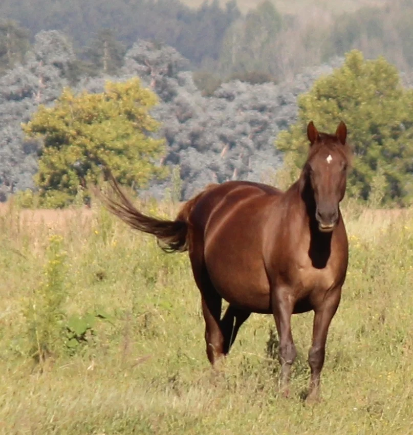 Late pregnancy nutrition