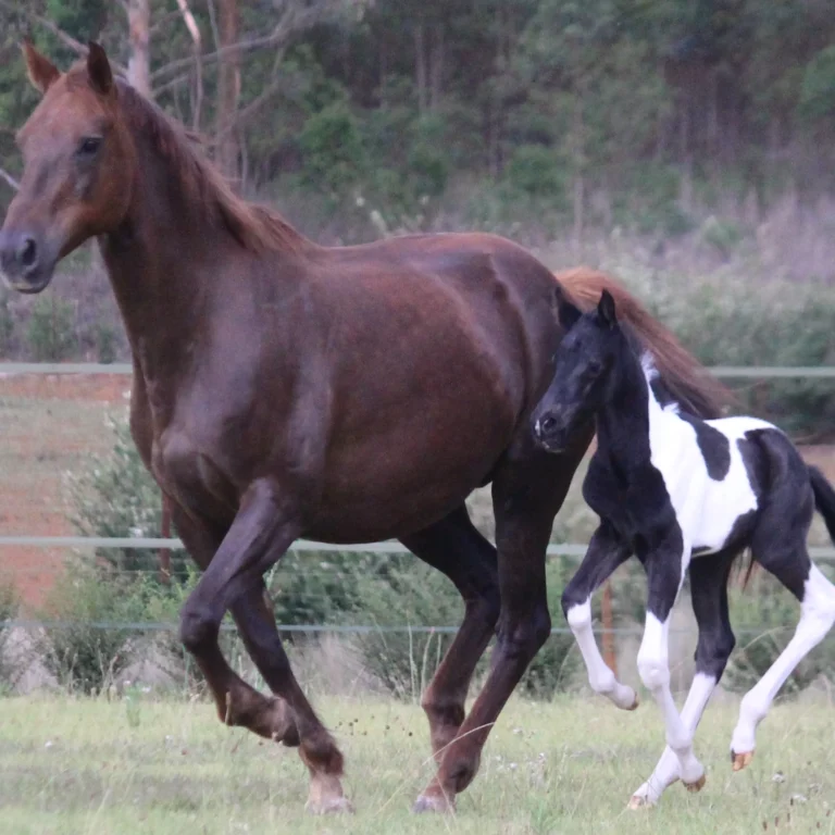 Feeding the lactating mare
