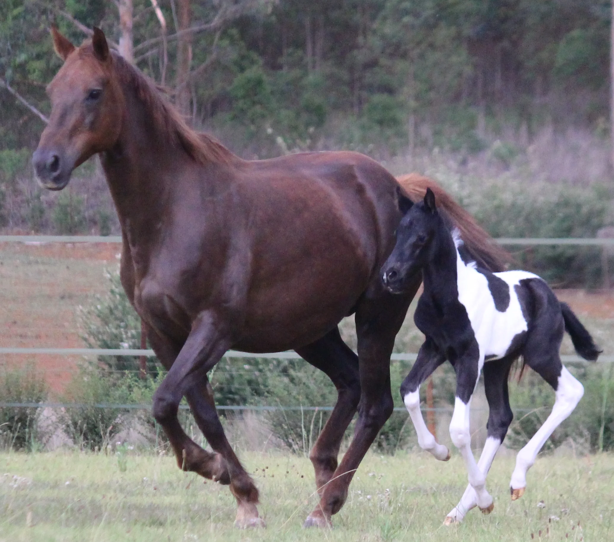 Feeding the lactating mare