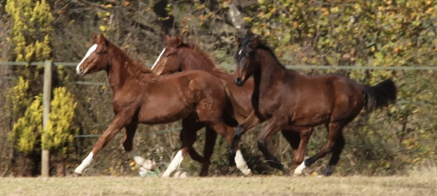 Young warmbloods, hoof care