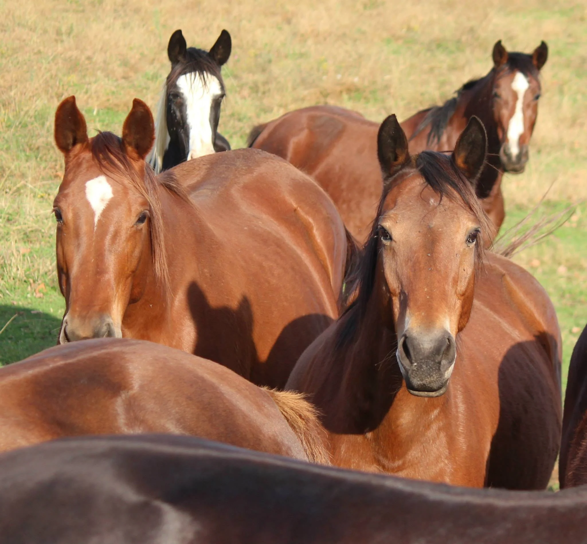 Close-up of a horse's alert face and ears