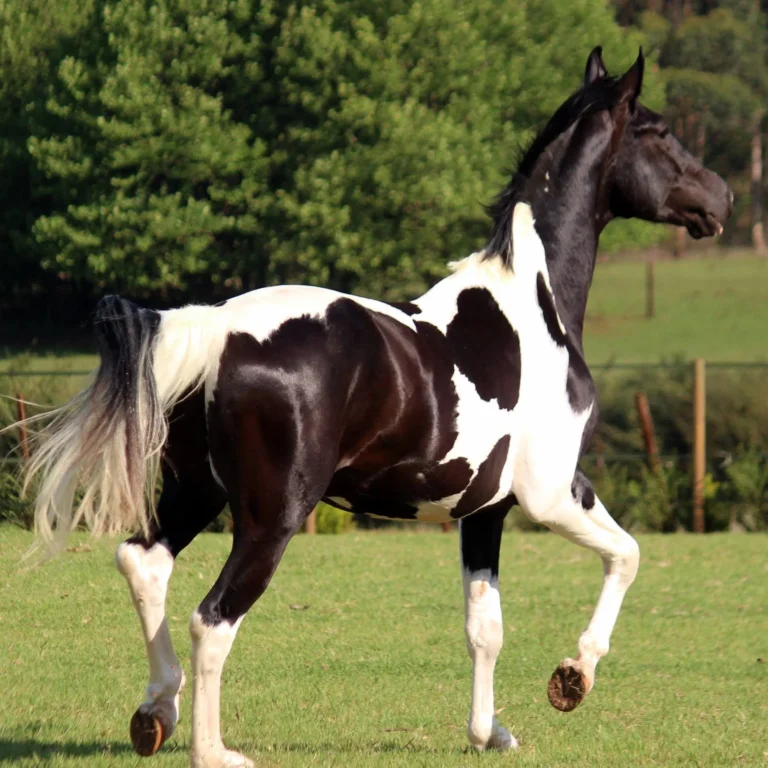Do Horse Breeds Really Have Different Personalities? The Science Says Yes