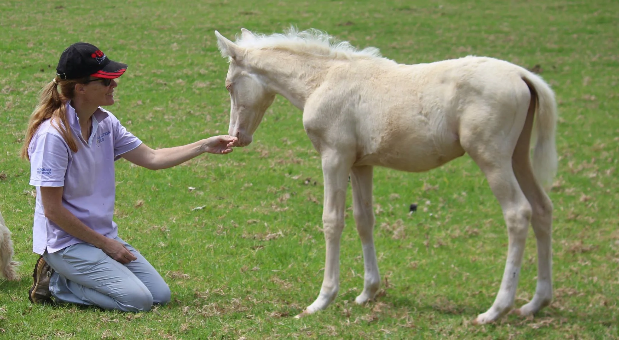 Duet the cremello twin filly