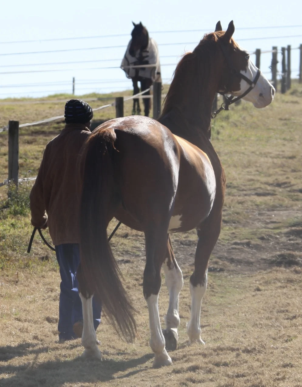 equine
body language
