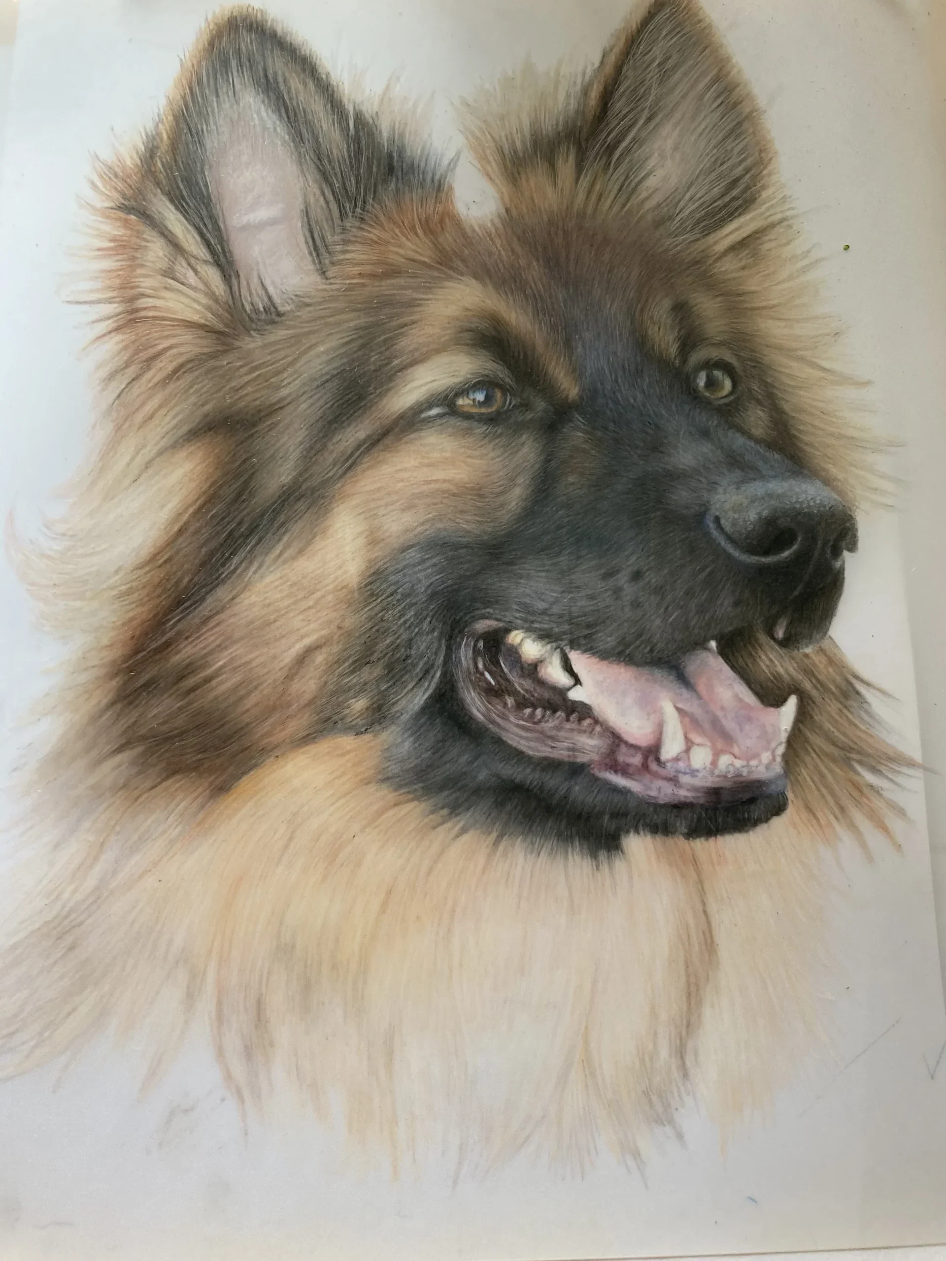 Horse portrait commission by Jenni B