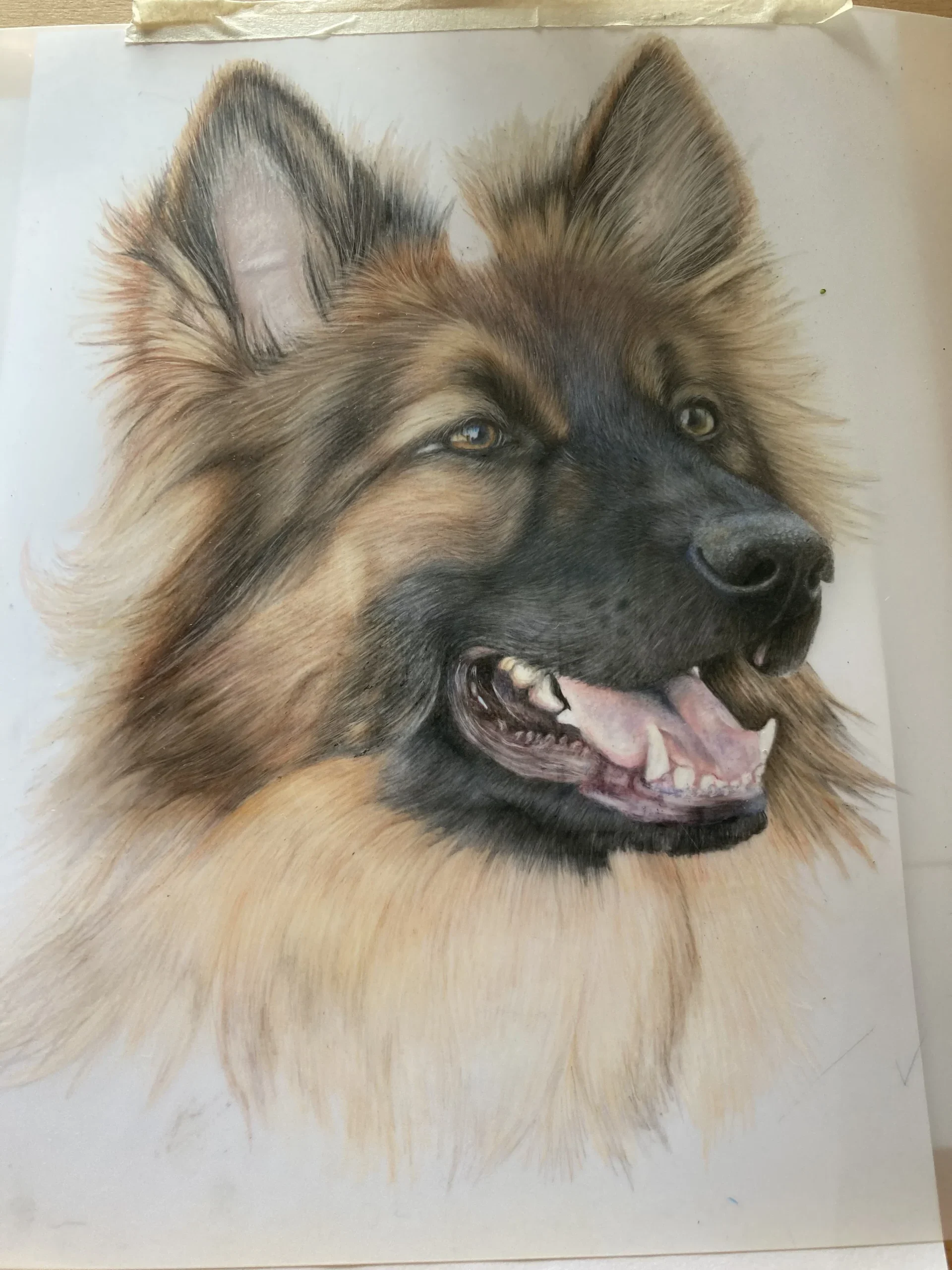 German Shepherd Drawing