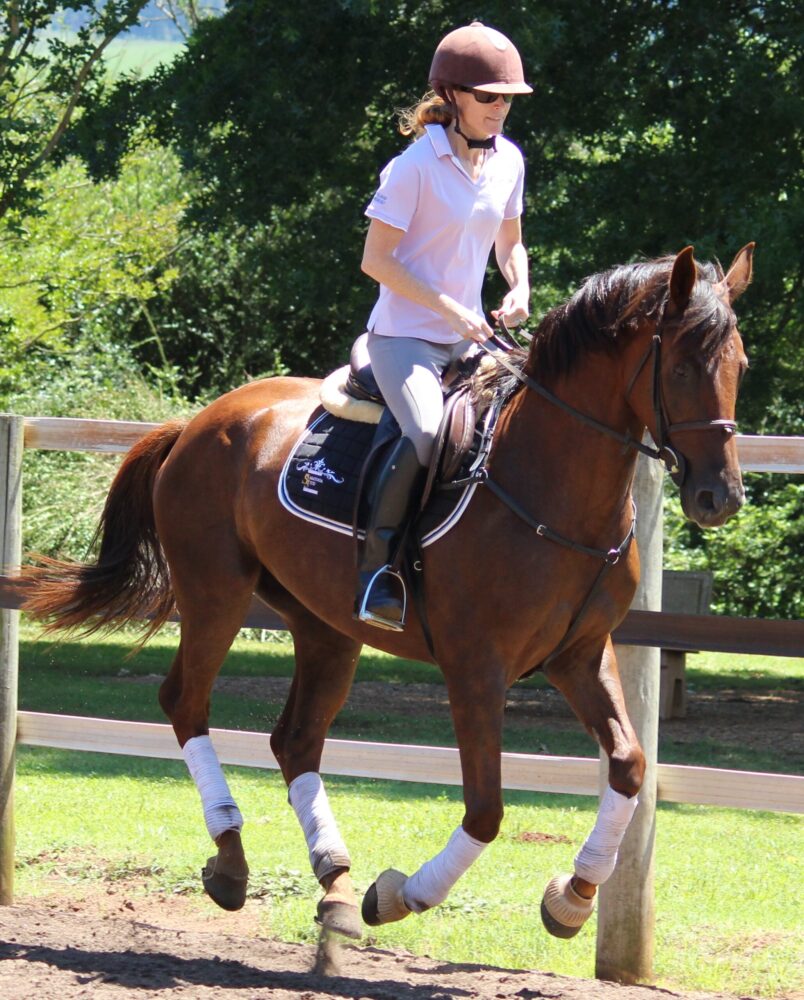 Young mare under saddle