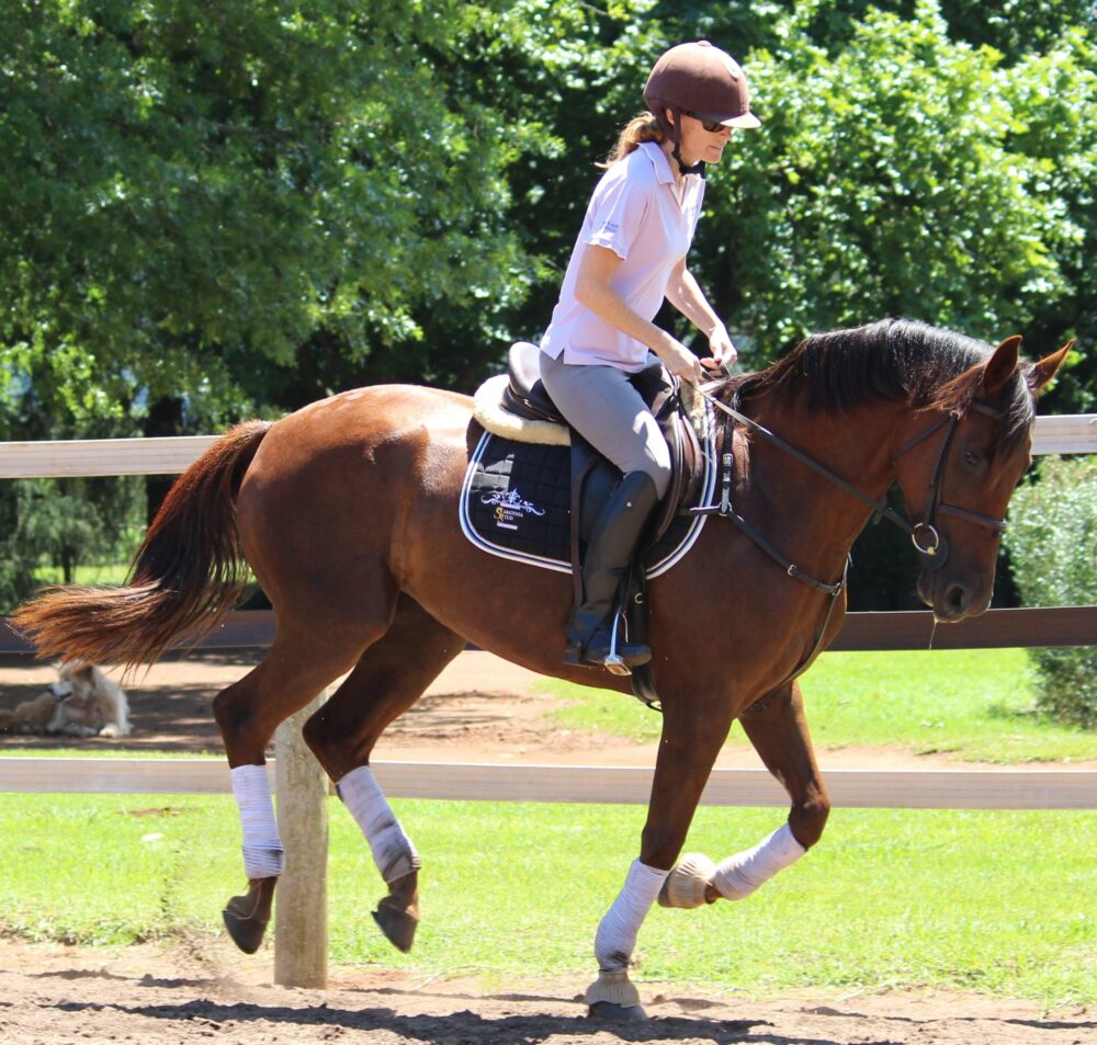 Lovely young mare under saddle