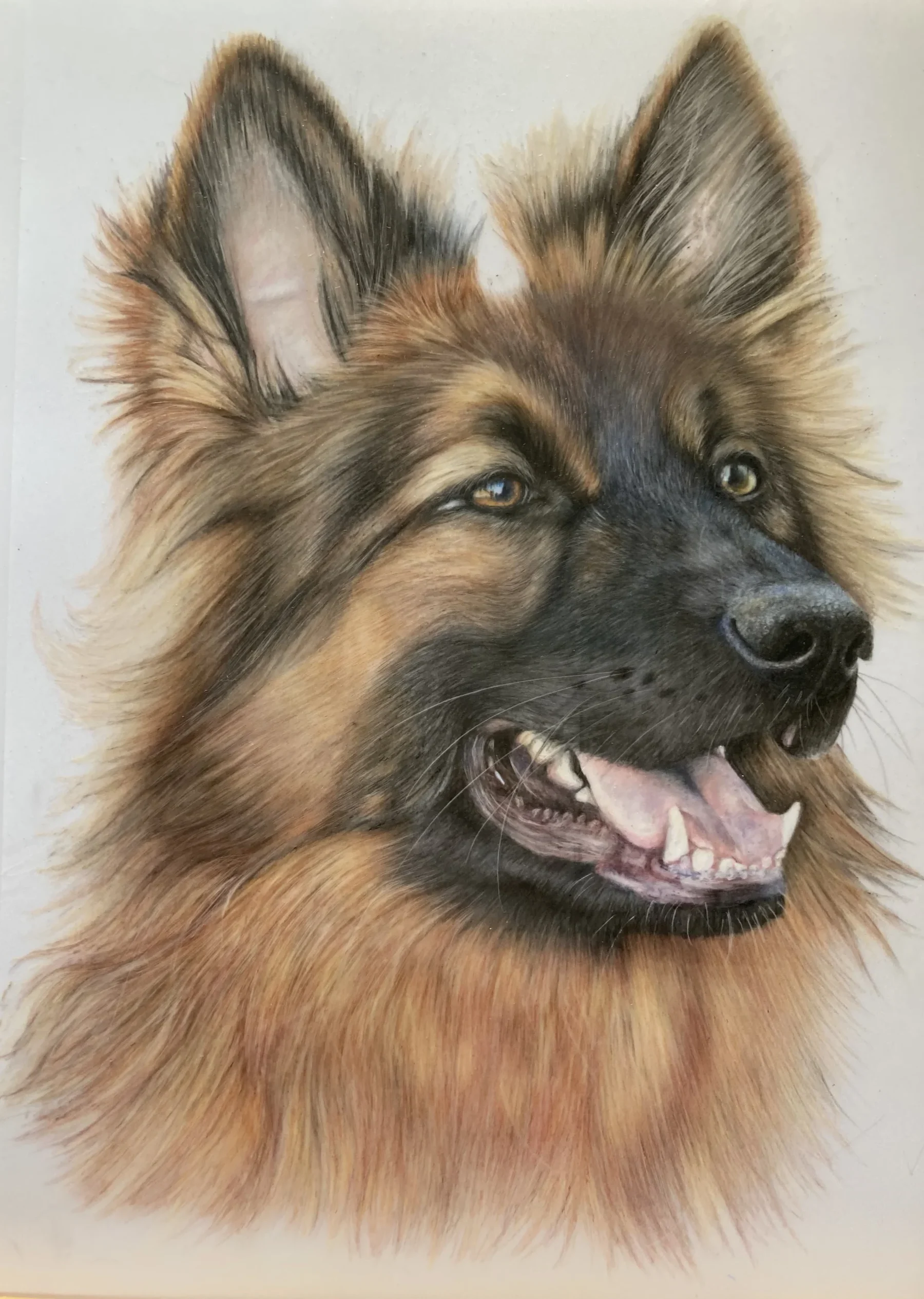 German Shepherd Portrait
