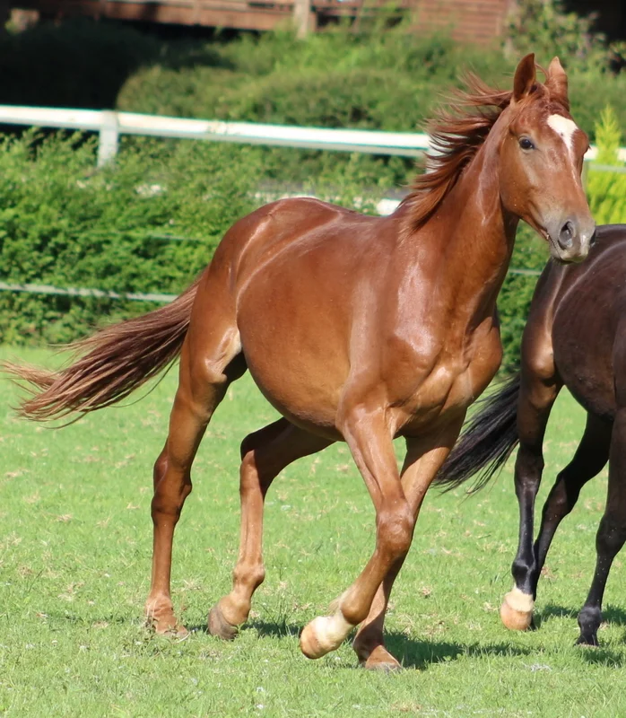 Horse nutrition