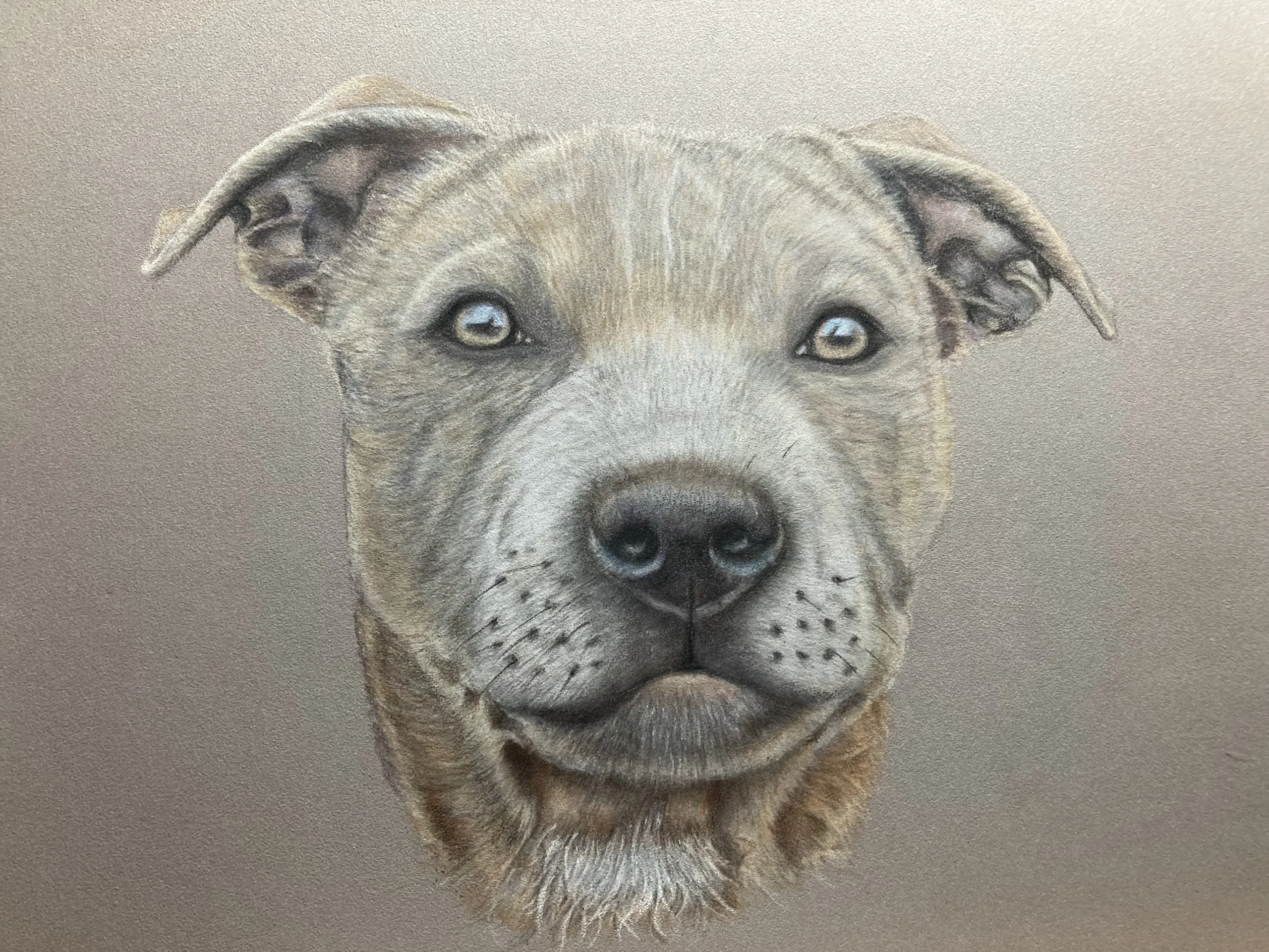 Staffordshire Bull Terrier Portrait