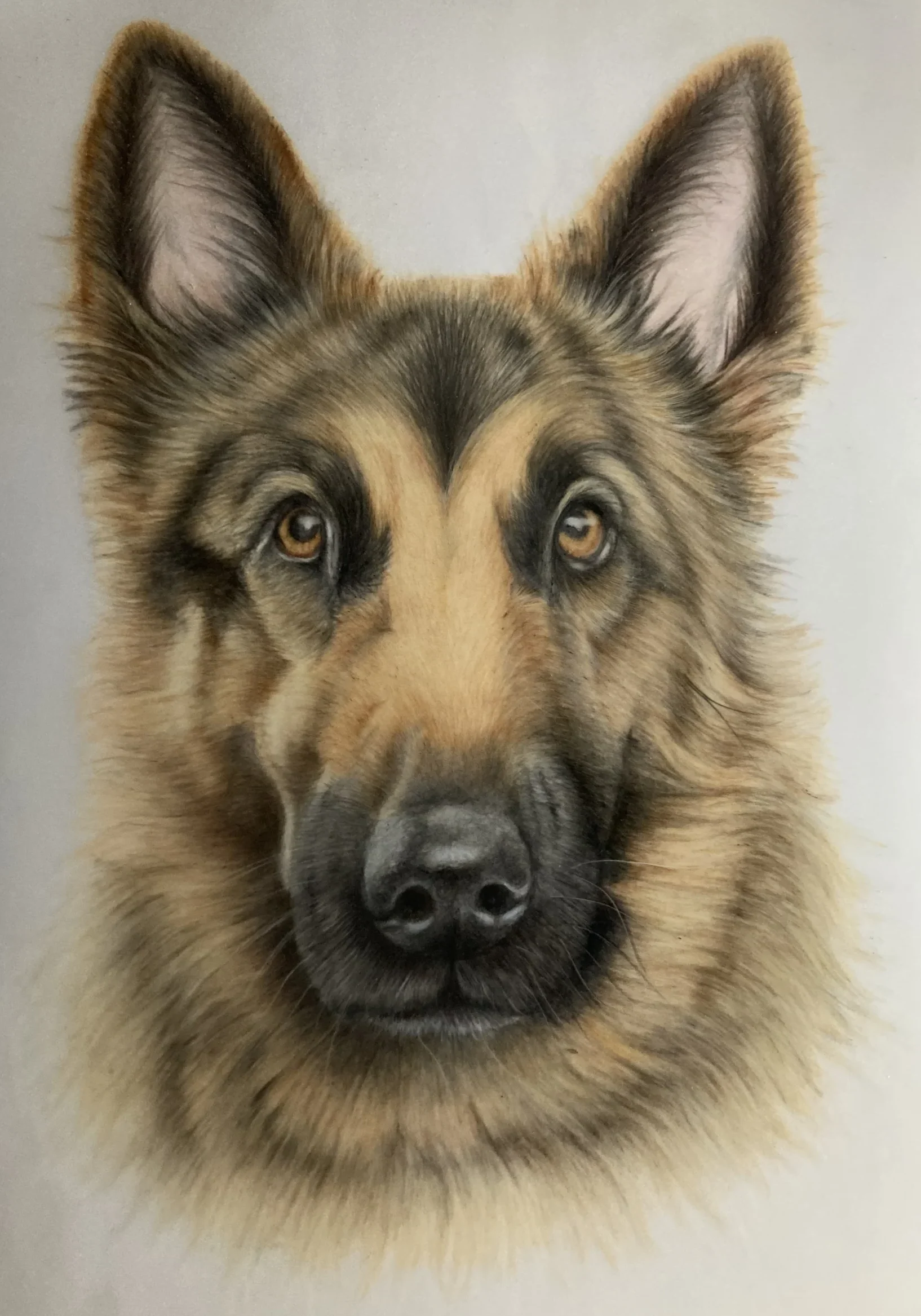 German Shepherd Portrait